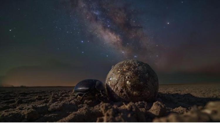 Dung beetle’s use of Milky Way for navigation inspires new AI sensor for drones