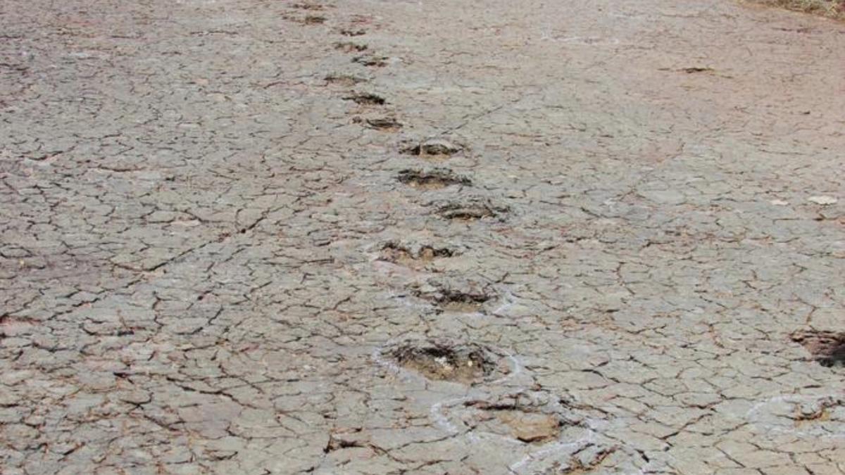 Lost world found: Identical dino tracks found on opposite sides of Atlantic Ocean