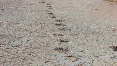 Lost world found: Identical dino tracks found on opposite sides of Atlantic Ocean