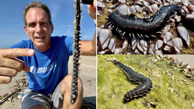 &#8216;Worst nightmare&#8217; marine creature with toxic spines spotted on US beaches